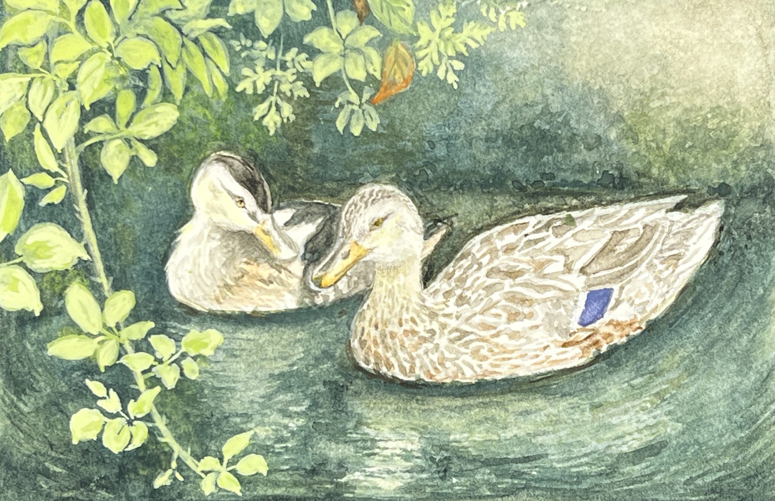WAY Sketch for Wildlife 2022 - Mallard by Sachiko Purser