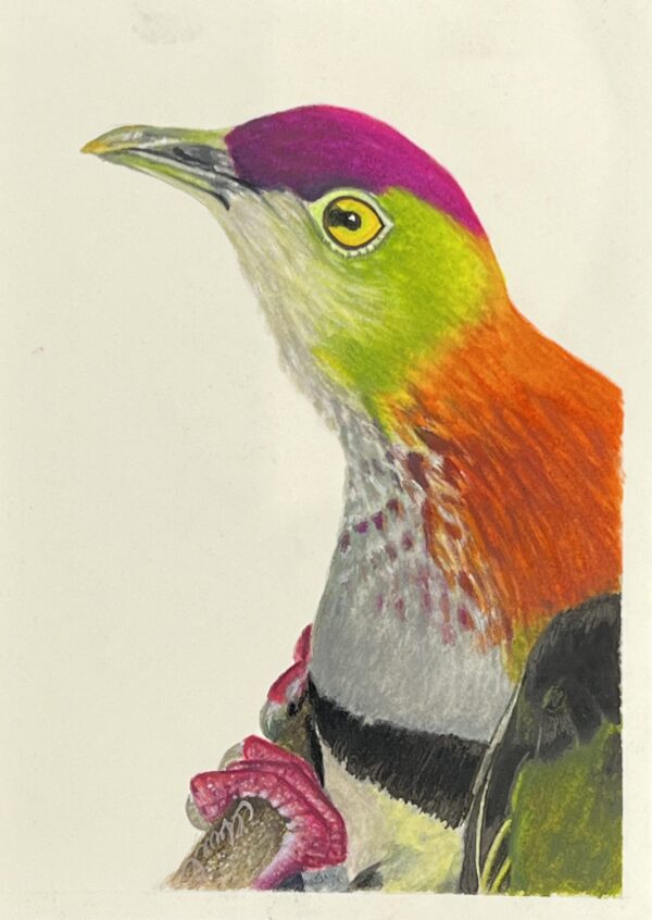 WAY Sketch for Wildlife 2022 - Superb Fruit Dove by Michaelah Baburin