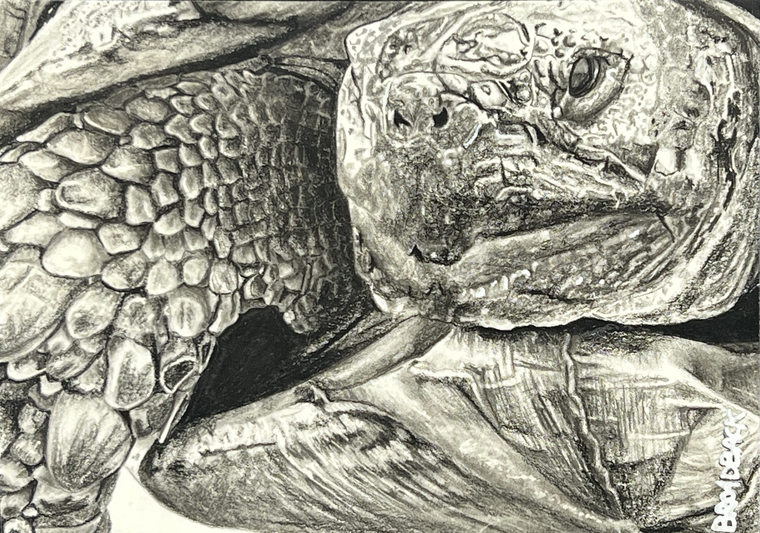 WAY Sketch for Wildlife 2022 - Tortoise by Luke Broadbent