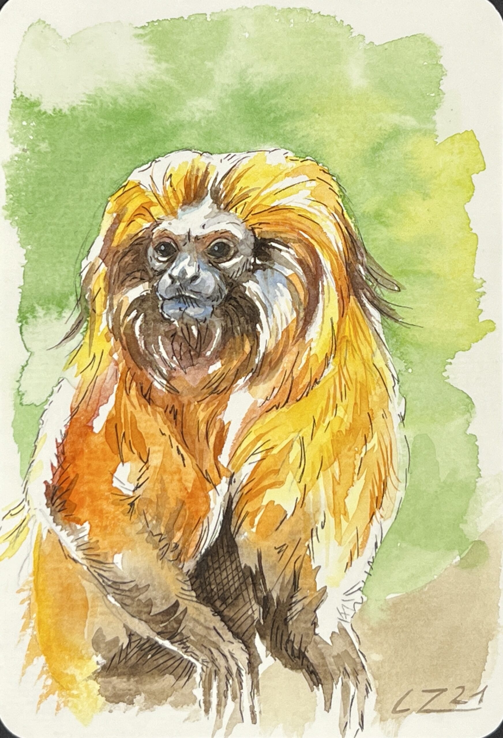 WAY Sketch for Wildlife 2021 - Golden Lion Tamarind by Corinne Zollinger