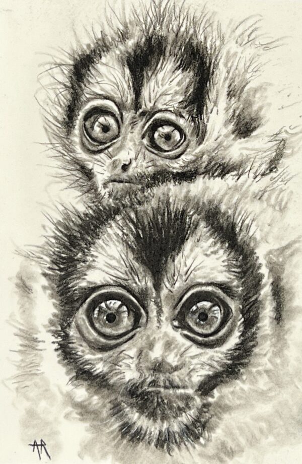 WAY Sketch for Wildlife - Big Eyes by Anna Reed
