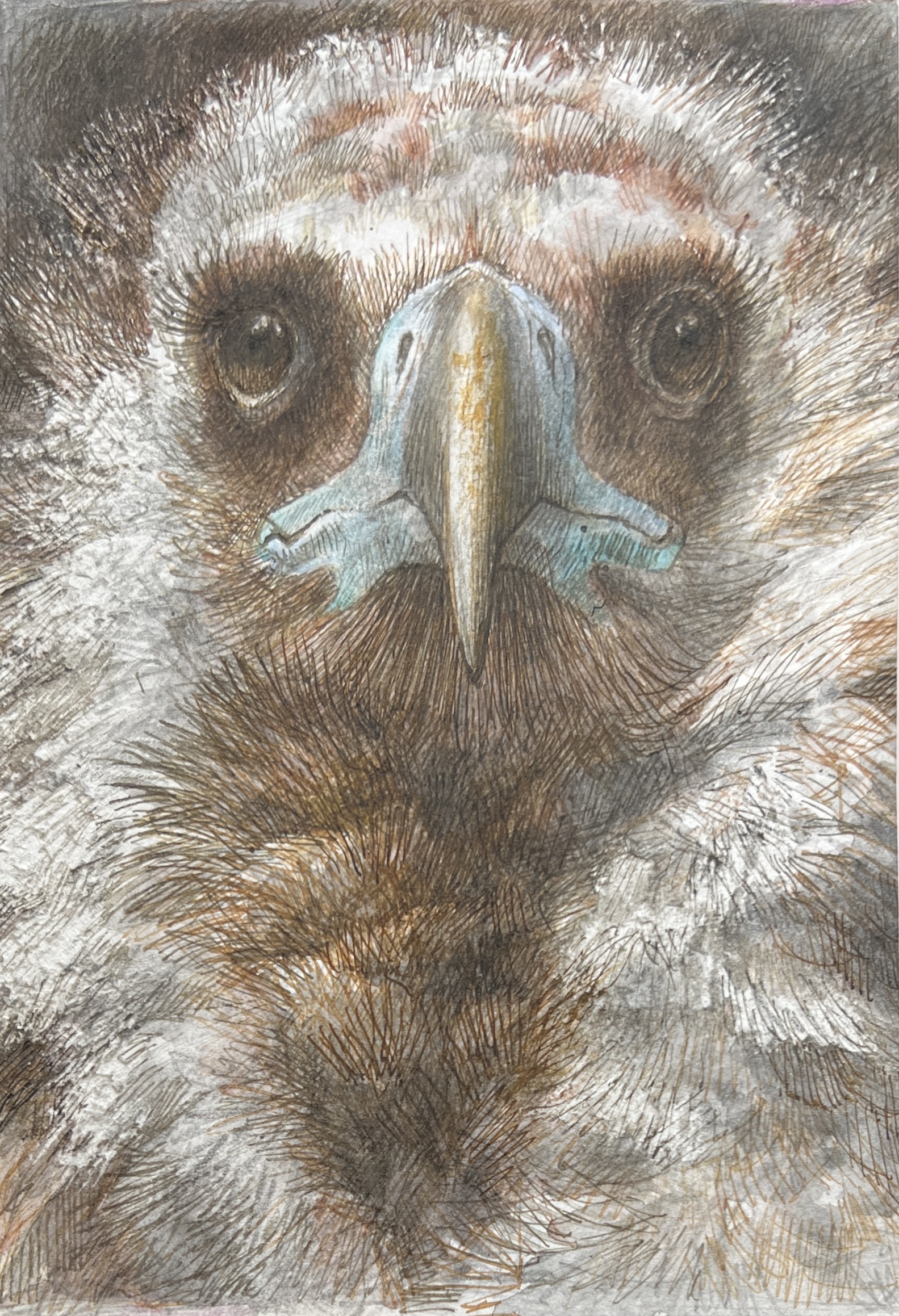 WAY Sketch for Wildlife 2017 - Eaglet by Emma Faull