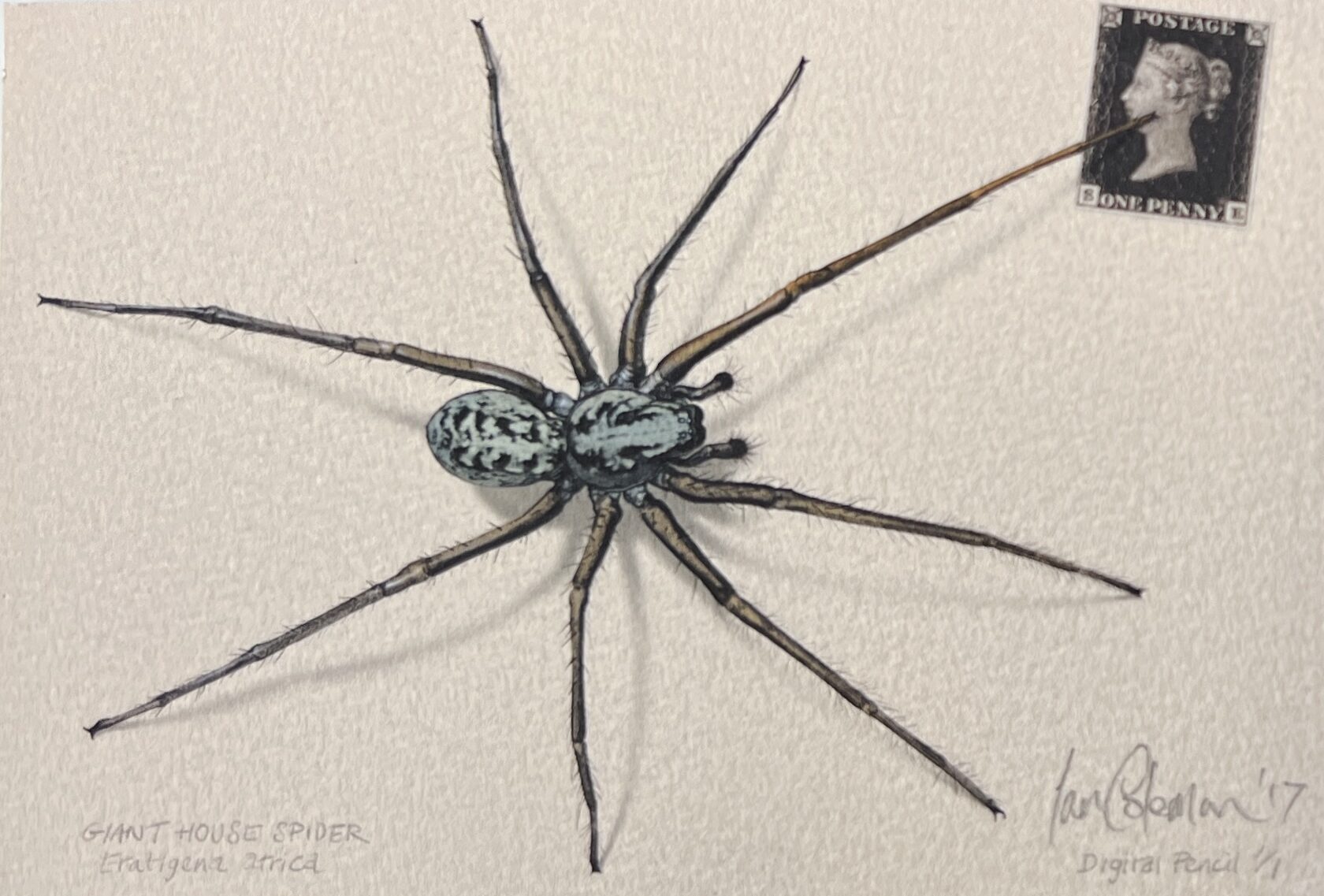 WAY Sketch for Wildlife 2017 - Giant House Spider by Ian Coleman