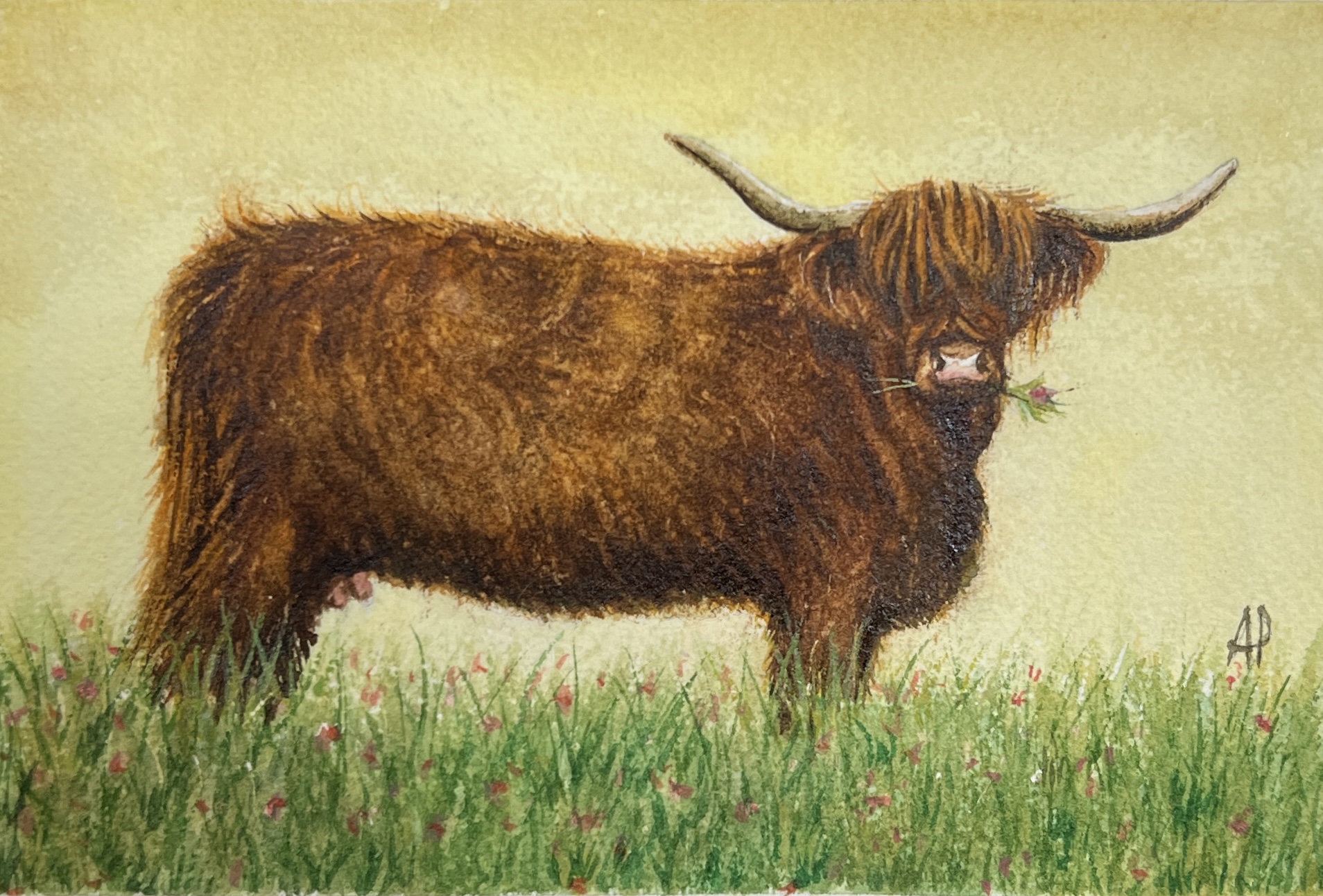 WAY Sketch for Wildlife - Highland Cow by Anna Pivda
