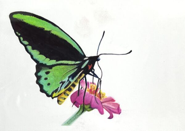 WAY Sketch for Wildlife - Cairns Birdwing by Michaelah Baburin