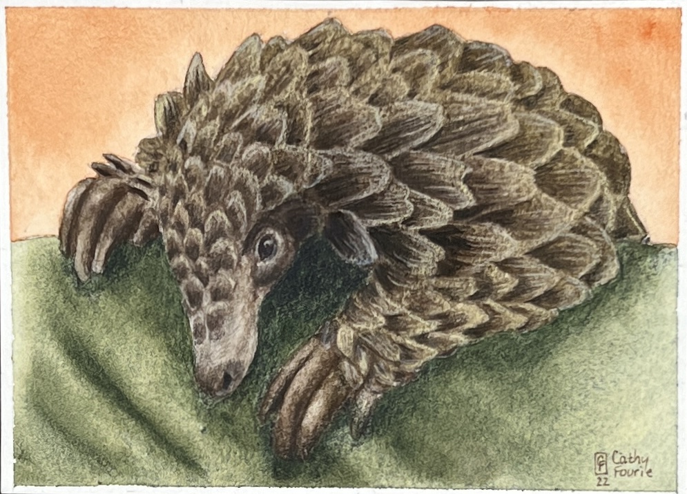 WAY Sketch for Wildlife 2022 - Pangolin by Cathy Fourie