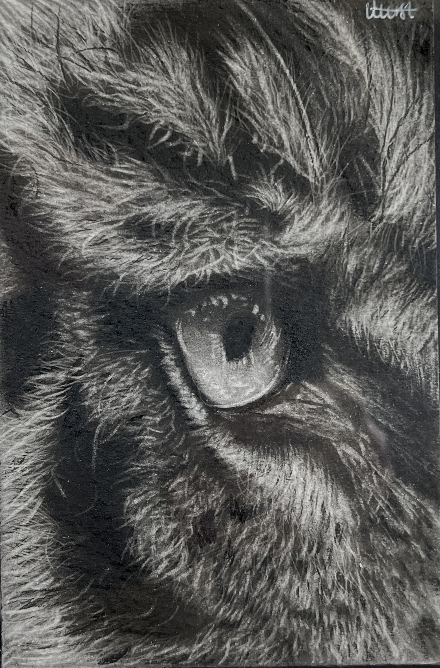 WAY Sketch for Wildlife - Tiger's Eye by Levi Hurst