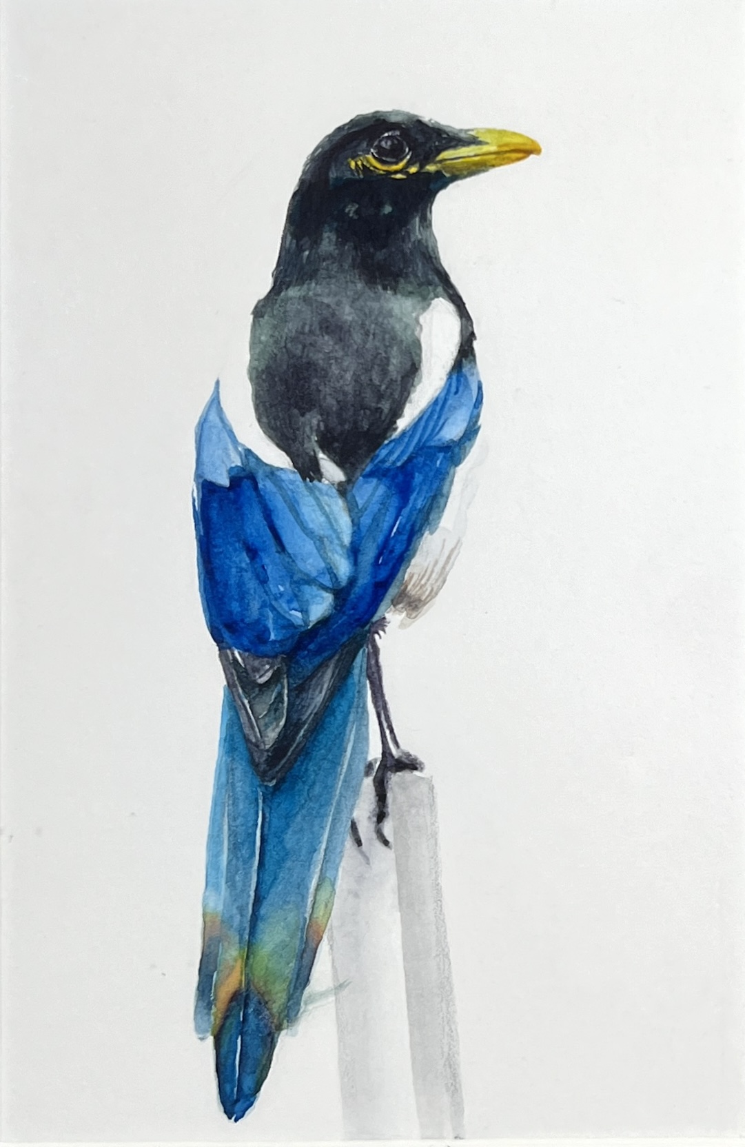 WAY Sketch for Wildlife 2021 - Bird, Blue Wings by Jung Jang