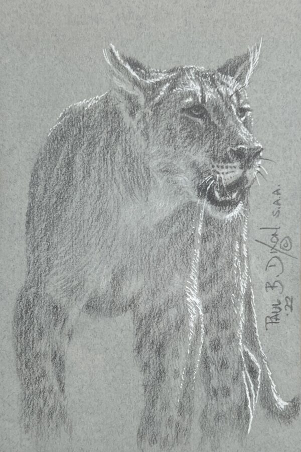 WAY Sketch for Wildlife 2022 - Lion Cub I by Paul Dixon