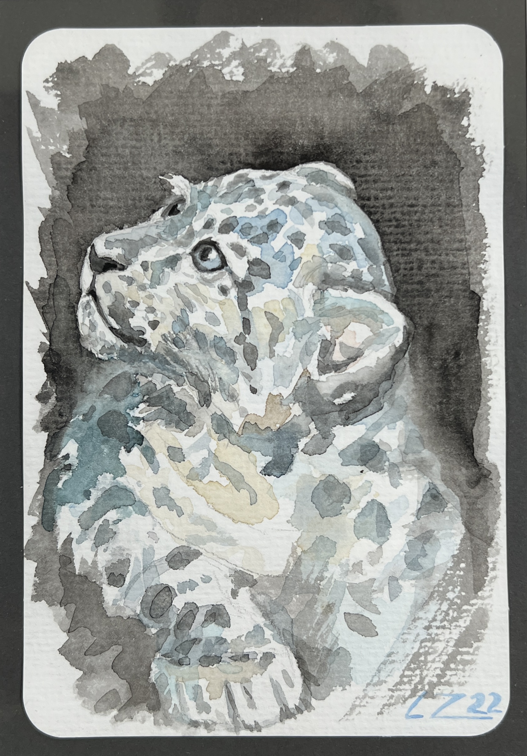WAY Sketch for Wildlife 2022 - Snow Leopard by Corinne Zollinger