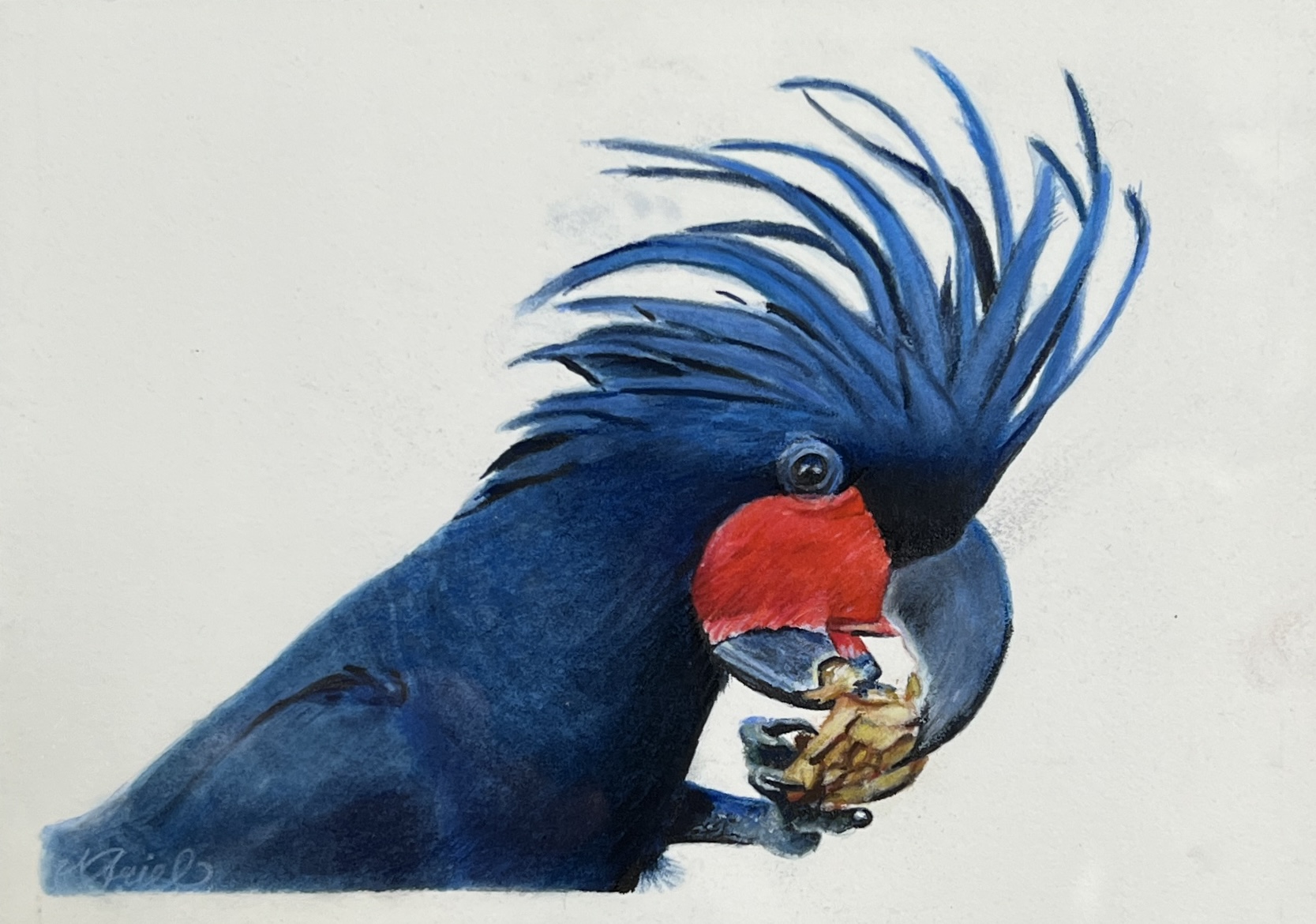 WAY Sketch for Wildlife - Palm Cockatoo by Michaelah Baburin