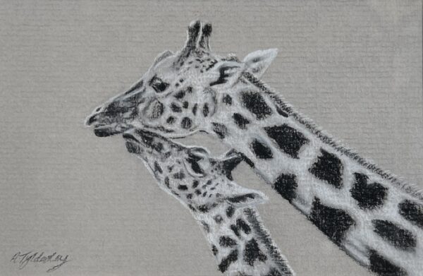 WAY Sketch for Wildlife 2021 - Giraffes by Amber Tyldesley
