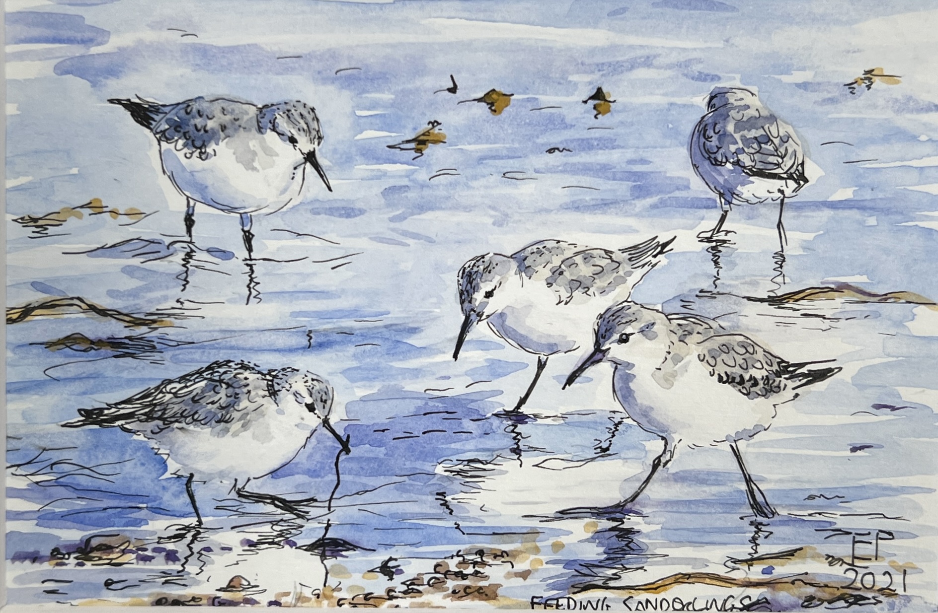 WAY Sketch for Wildlife 2021 - Feeding Sanderlings by Emma Price