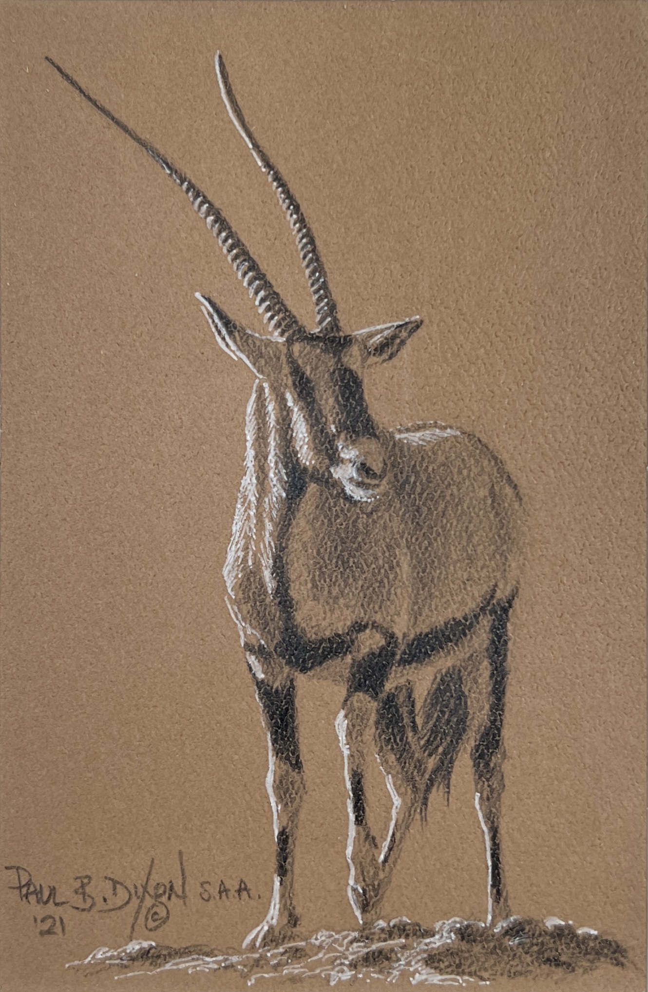 WAY Sketch for Wildlife 2021 - Oryx by Paul Dixon