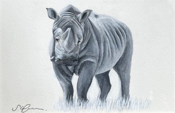 WAY Sketch for Wildlife 2021 - Rhino by Sophie Green