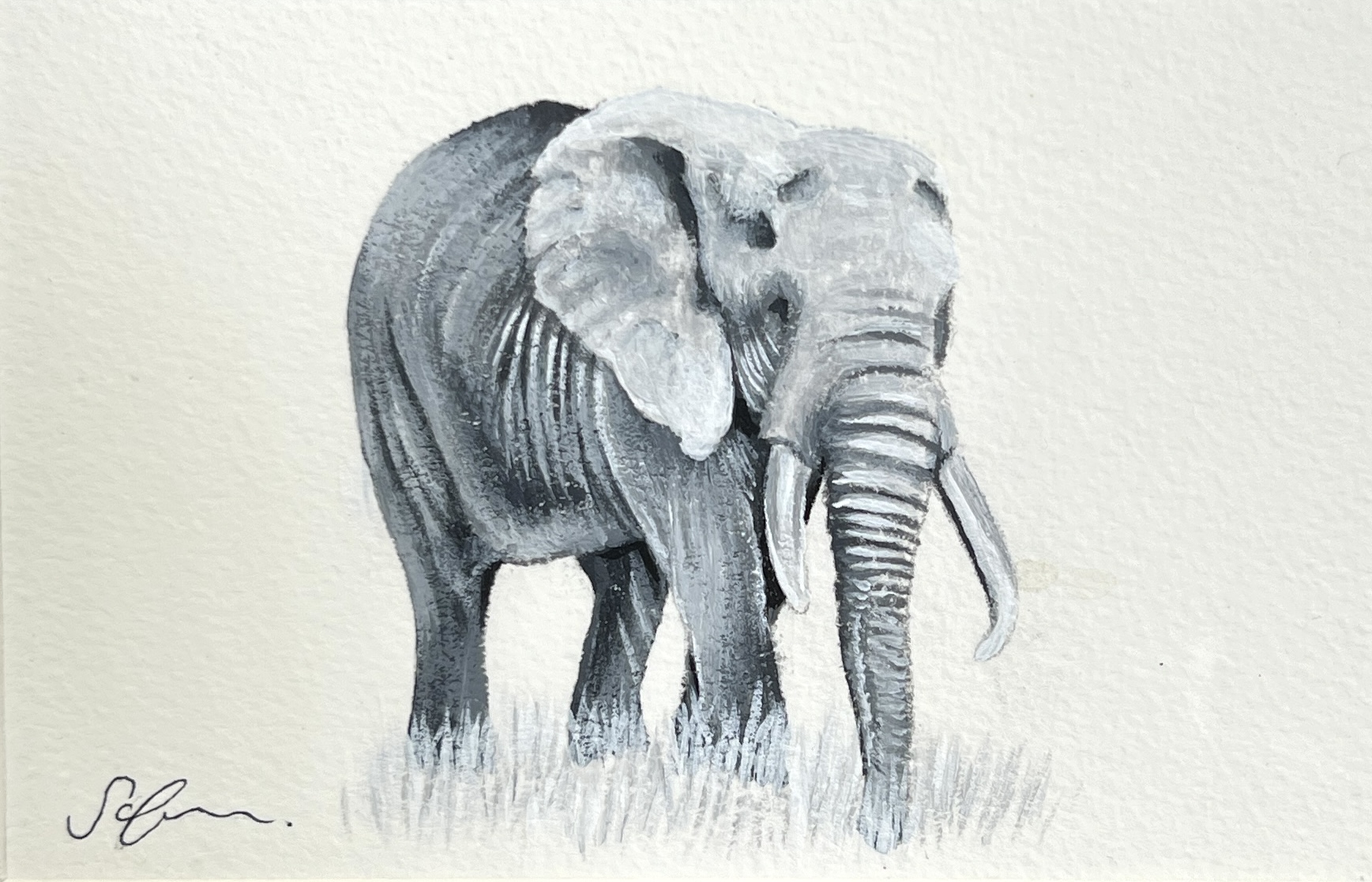 WAY Sketch for Wildlife 2021 - Elephant by Sophie Green