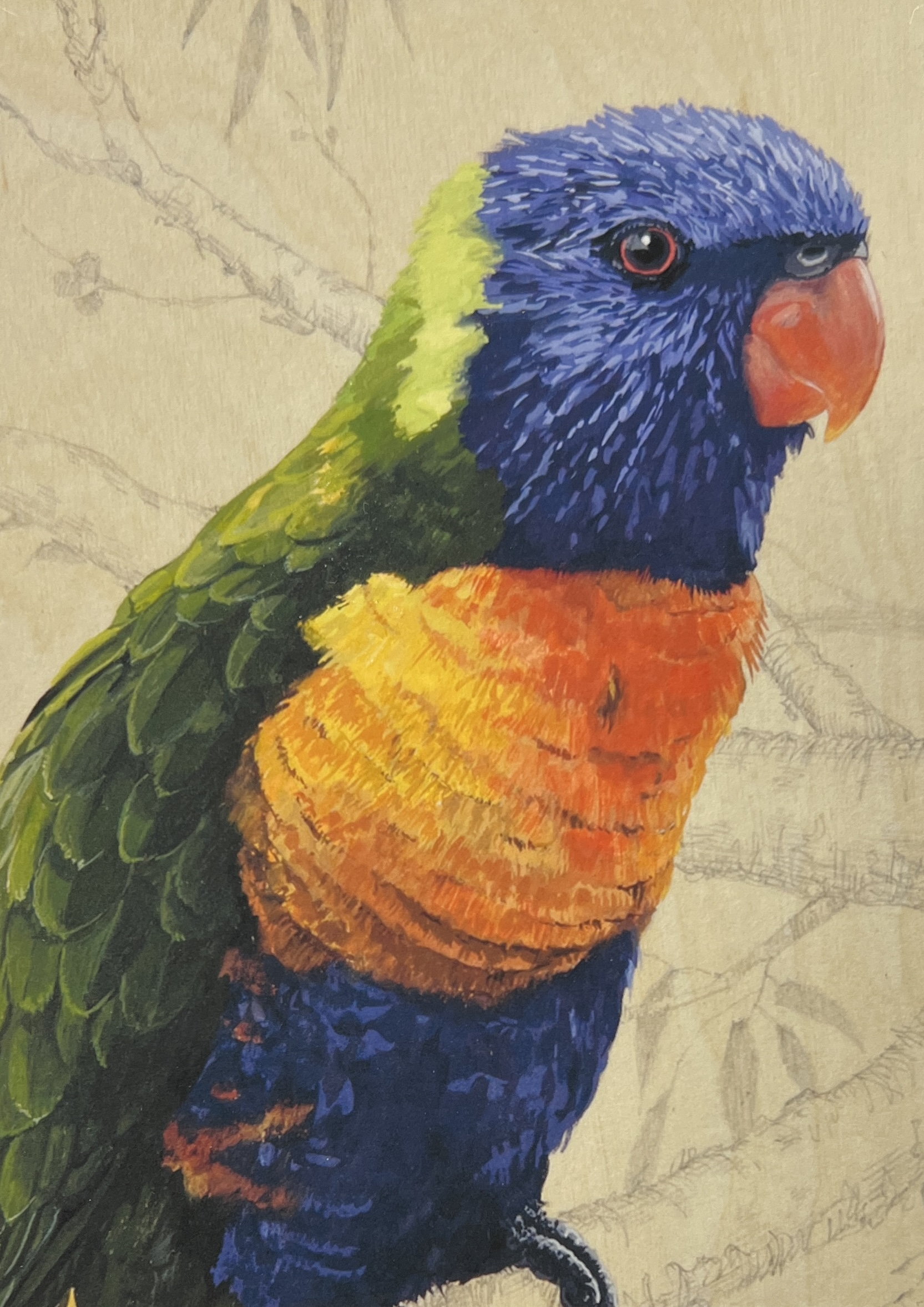 WAY Sketch for Wildlife 2023 – Lorikeet by Elizabeth Faul