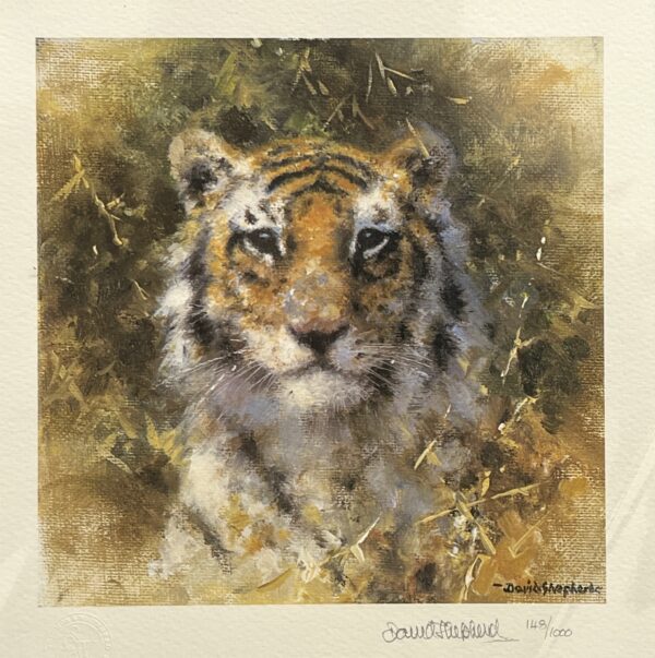 The Cameo Collection - Bengal Tiger