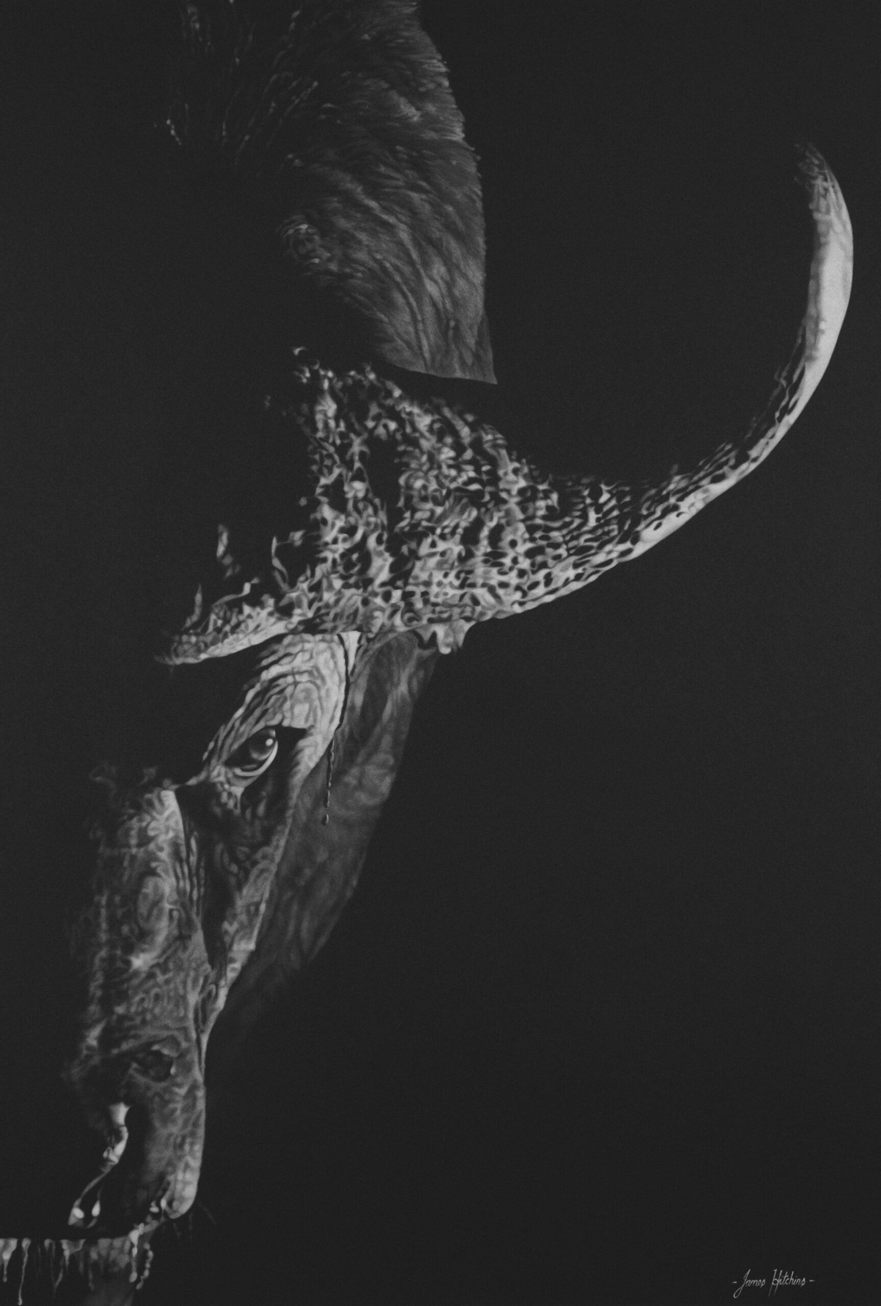 #WAY24MAIN70 James Hitchins - Death Stare - The Cape Buffalo