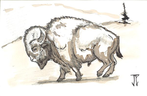 WAY Sketch for Wildlife - Bison Two by Jose Miguel Pino