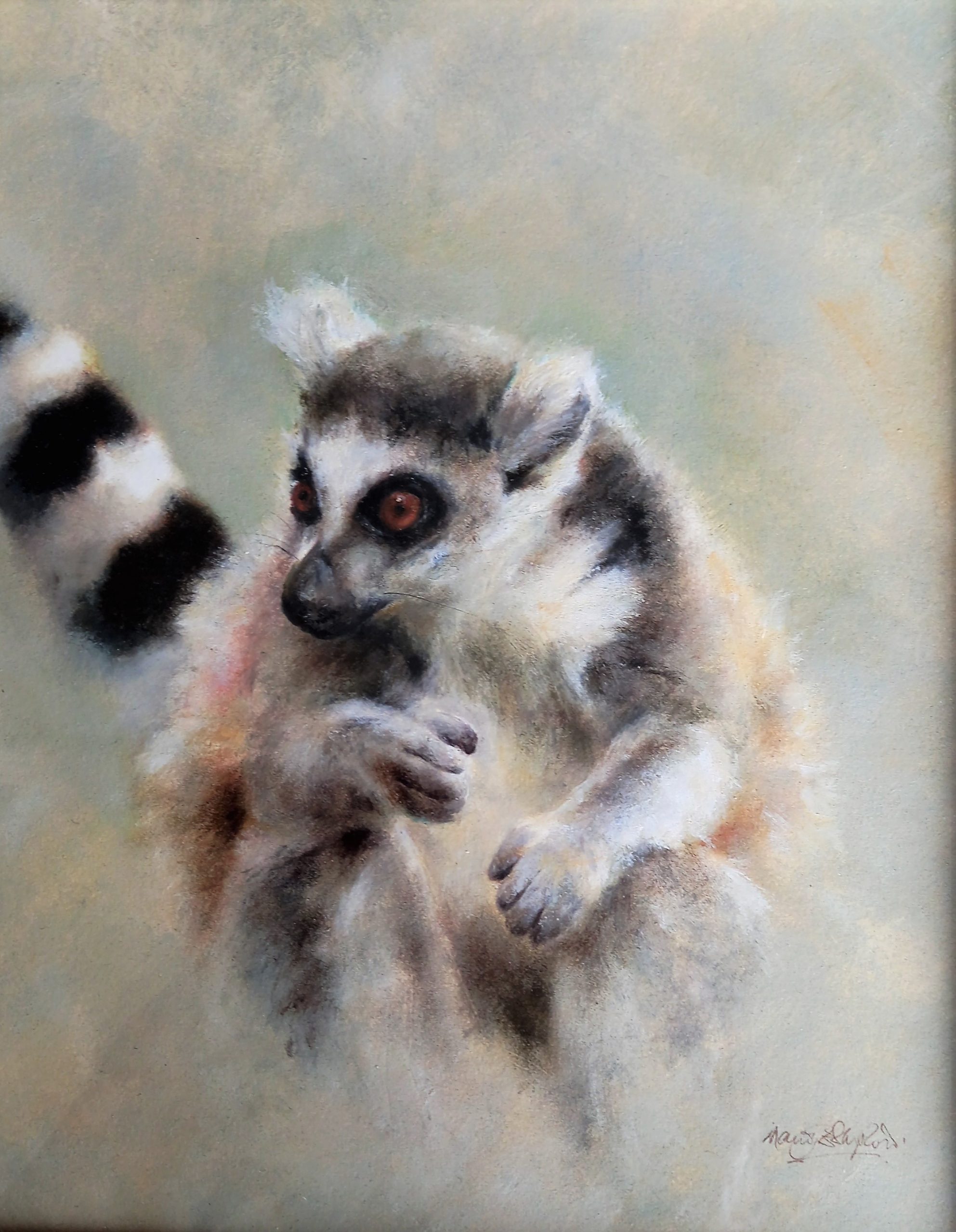 Madagascar Ring-Tailed Lemur