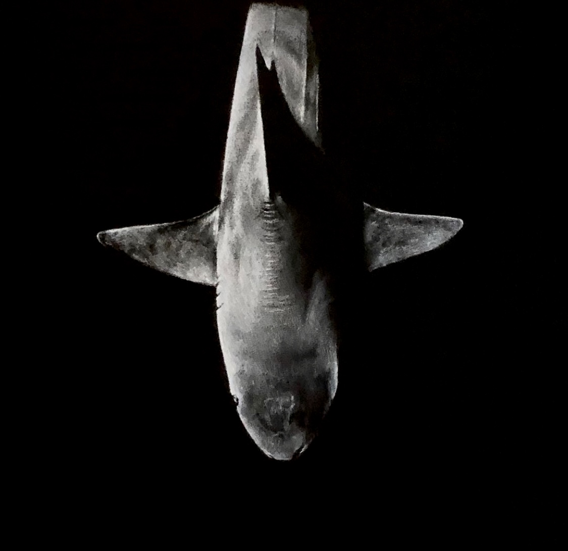 #WAY115 Mike Pickett - Predator in the Shadows