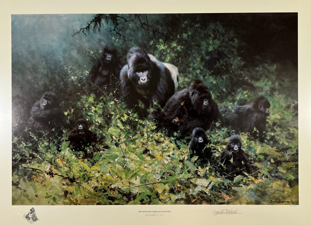 Mountain-Gorillas-of-Rwanda-