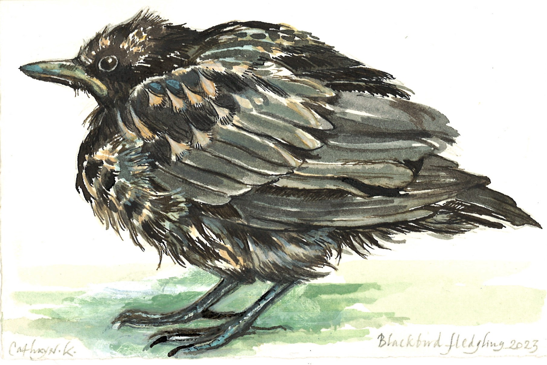 No. 58 - Cathryn Kuhfeld