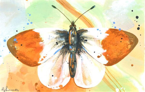 WAY Sketch for Wildlife 2023 - Orange Tip by Georgia Lancaster