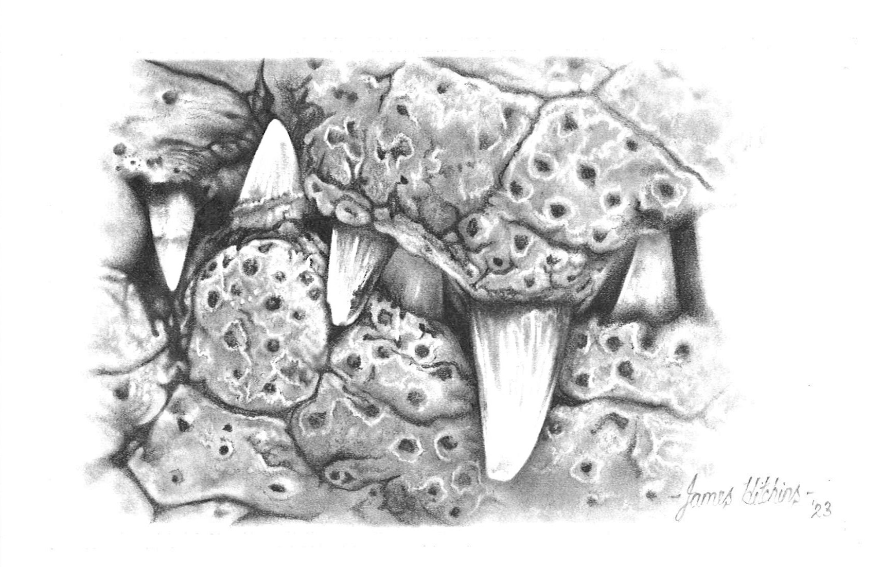 No. 81 - James Hitchins