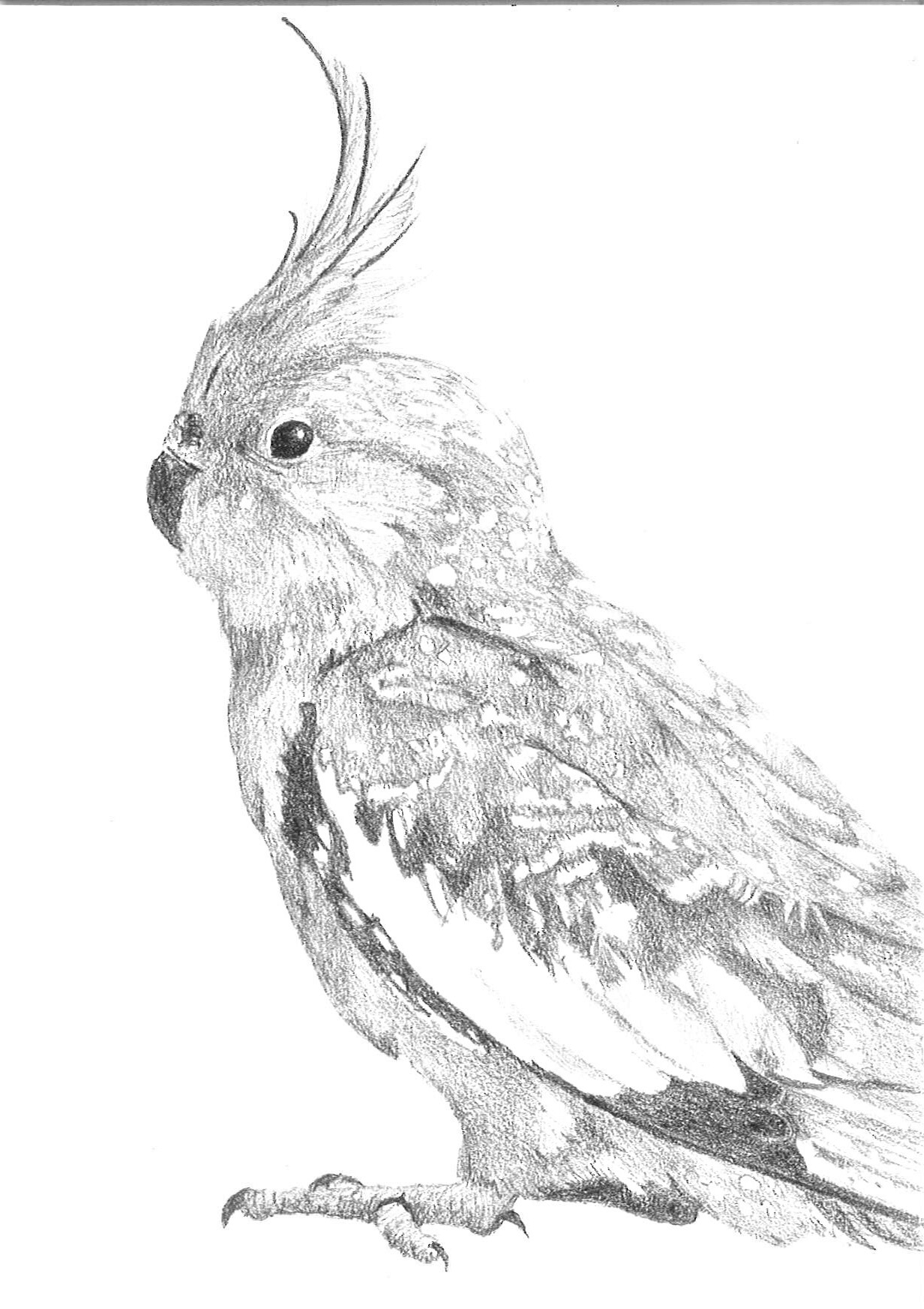 No. 86- Elizabeth Faul