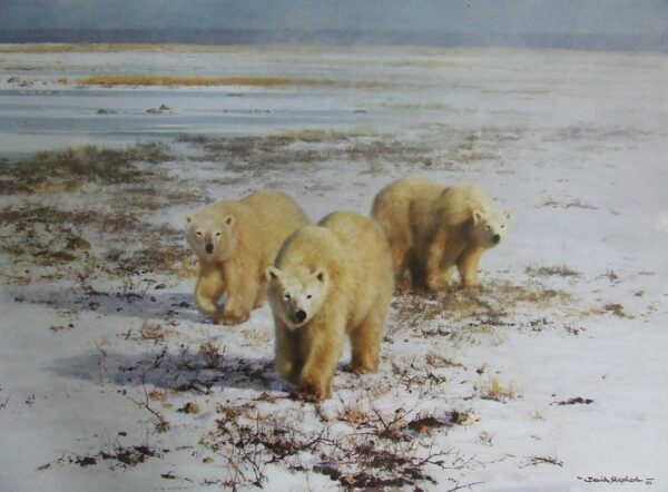 Lone Wanderers of the Arctic