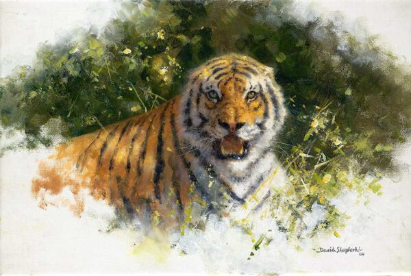 Study for Tiger Fire