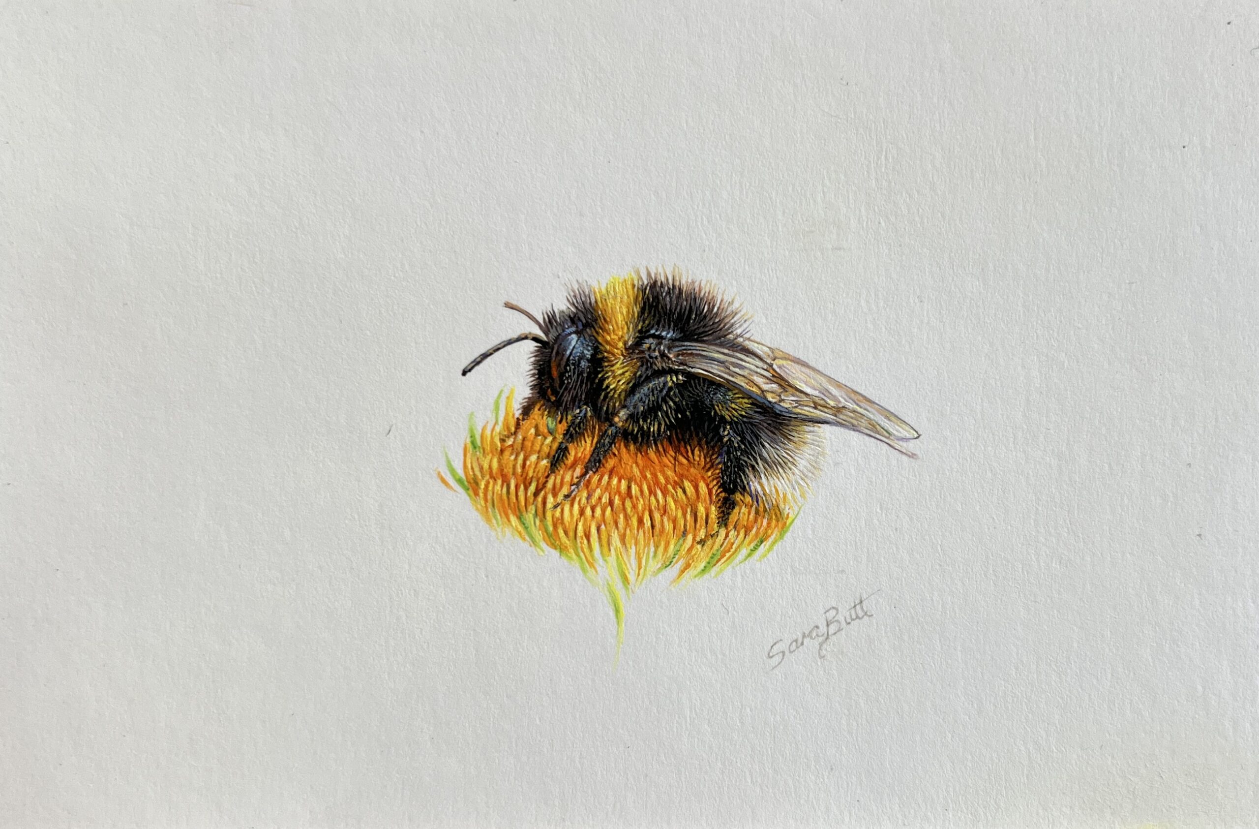 #WAY24MM077 Mini Master 24 - Sara Butt