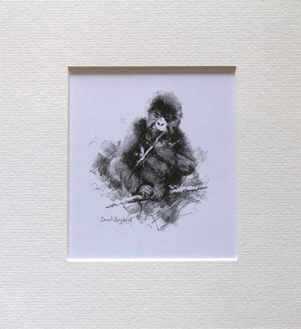 Wildlife Sketch Gorilla