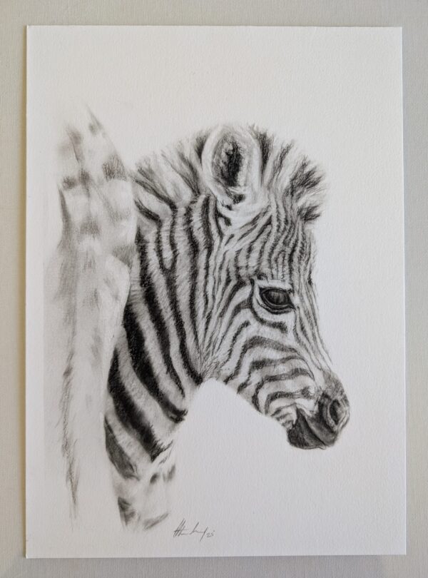 Zebra Foal
