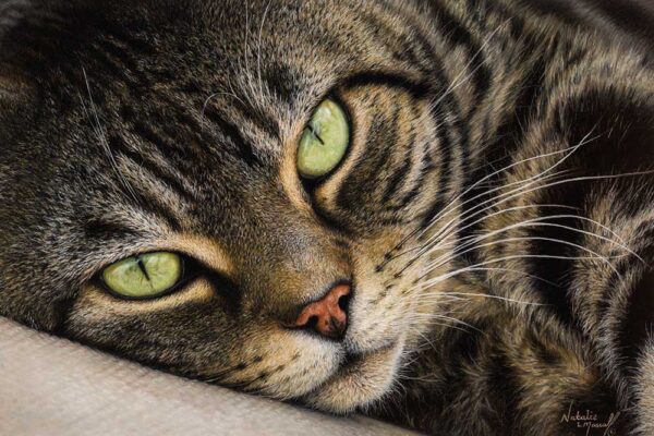 Tigs