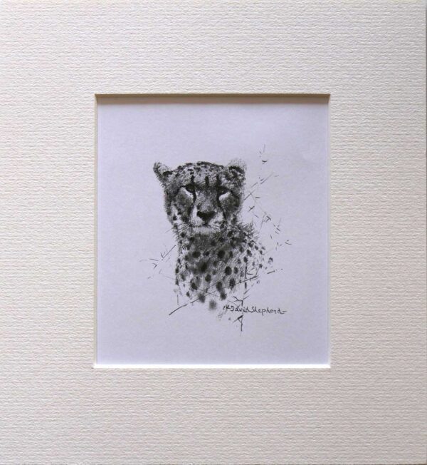 Wildlife Sketch Cheetah