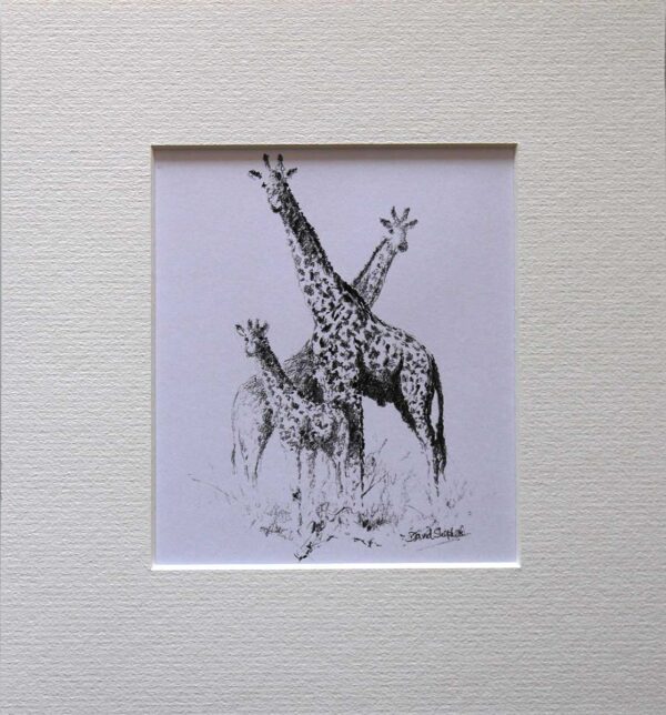 Wildlife Sketch Giraffe