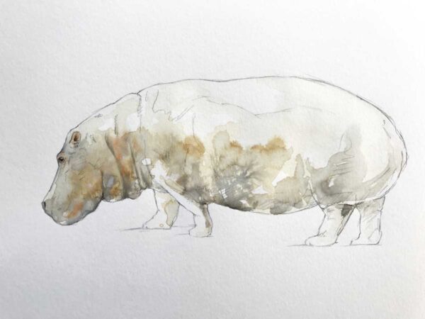 Hippo