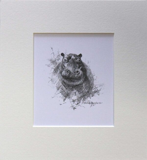 Wildlife Sketch Hippo