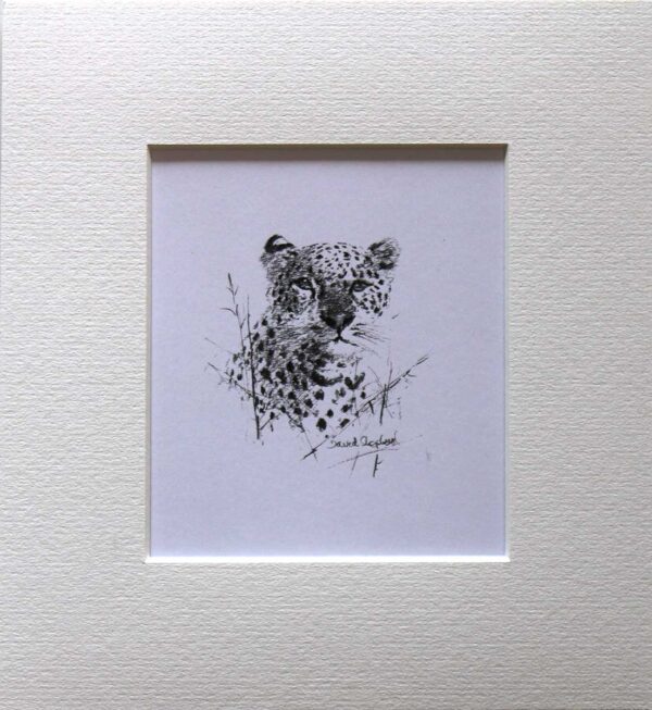 Wildlife Sketch Leopard