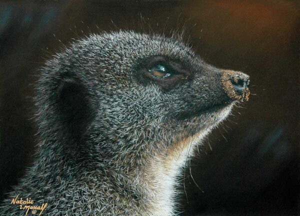 Watchful Suricata Suricatta