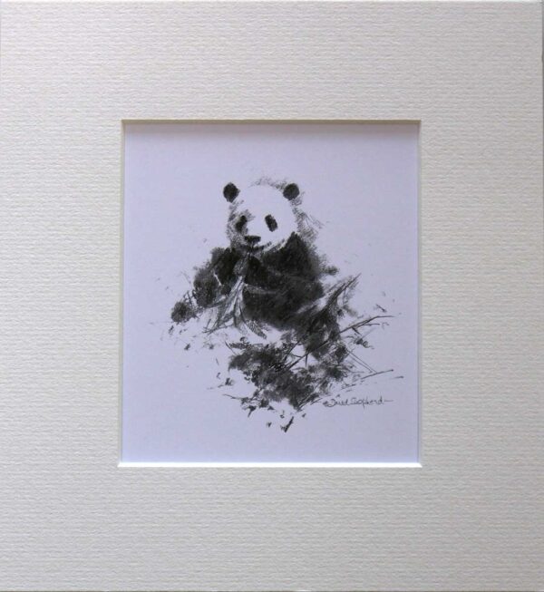 Wildlife Sketch Panda