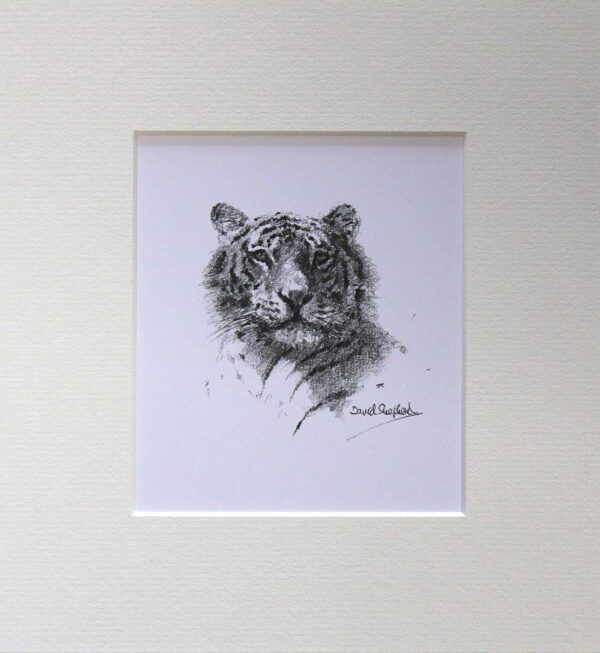 Wildlife Sketch Tiger