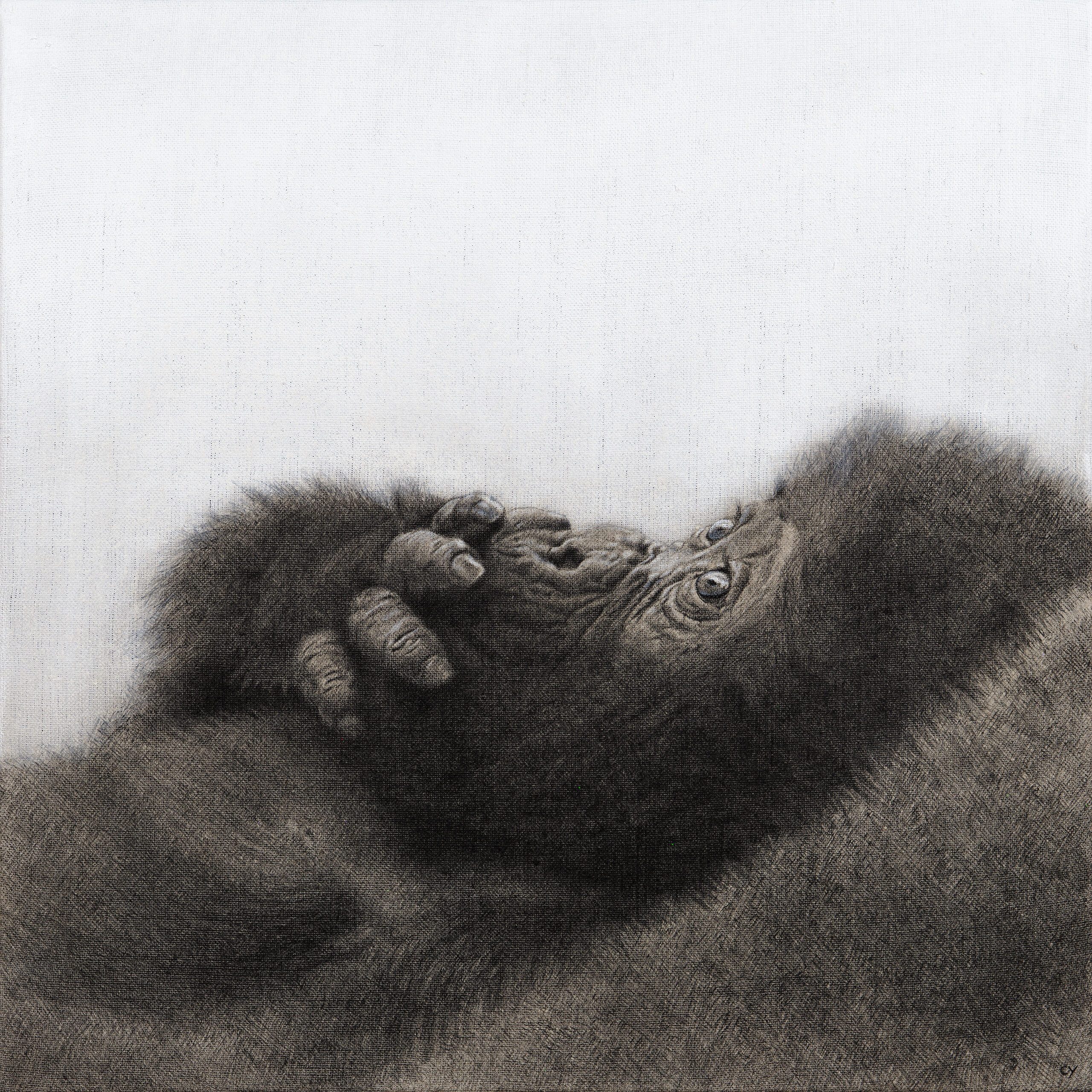 #CB2305 Cy Baker - Gorilla Infant