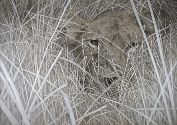 #CB2308 Cy Baker - Lioness Waiting