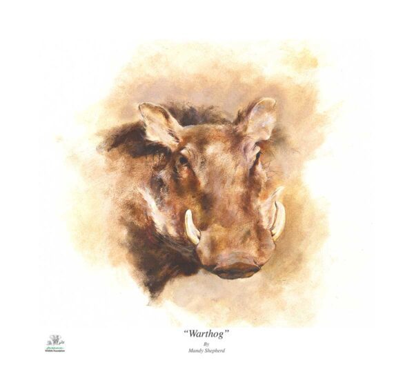Warthog