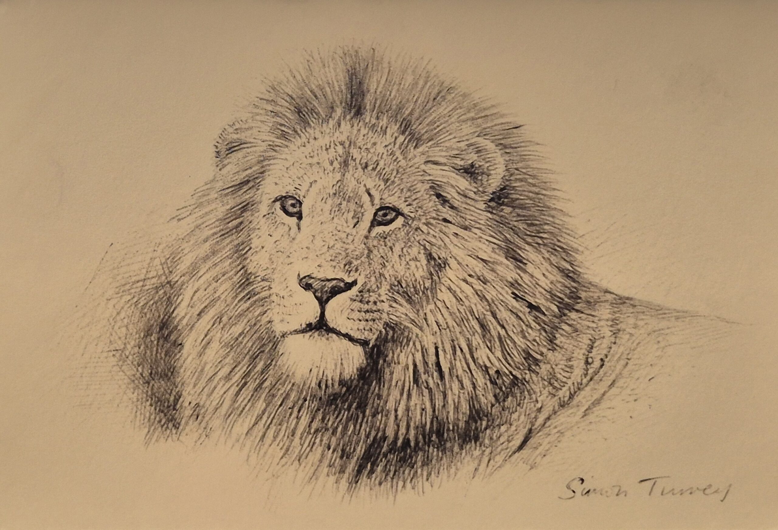 Mini Master 2018 - Lion (Masai Mara) by Simon Turvey