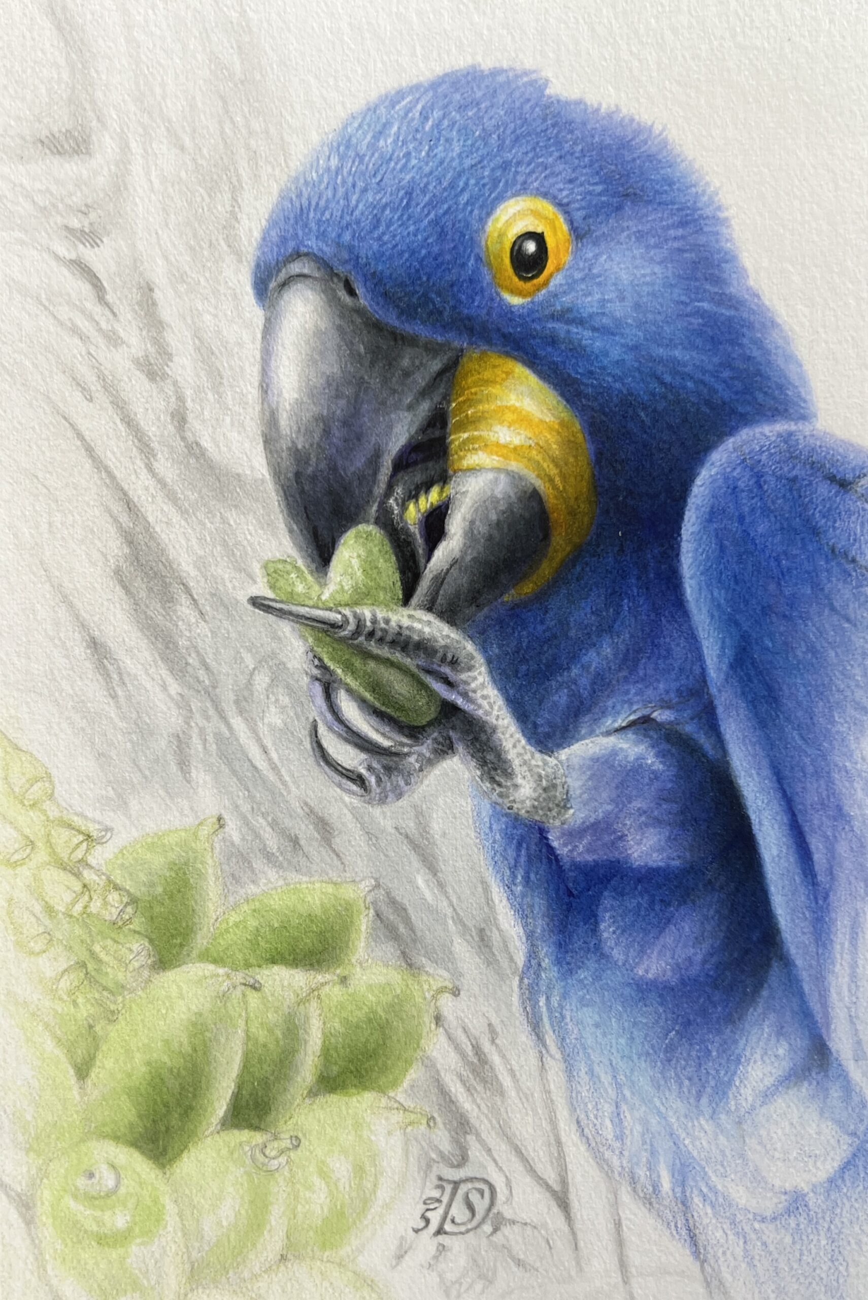 #WAY25MM041 Mini Master 25 - Hyacinth Macaw by Sandra Doyle